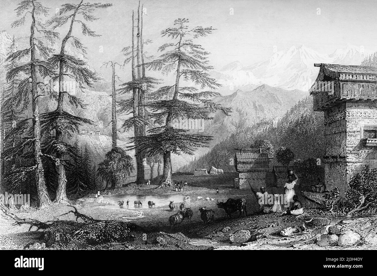 'Village of Koghera &amp; Deodar Forest', 1845. Deodar trees at Kochera in the state of Kerala in India. From &quot;Hindostan, The Shores of the Red Sea, and The Himalaya Mountains, Vol. I&quot;. [Fisher, Son &amp; Co., London, 1845] Stock Photo