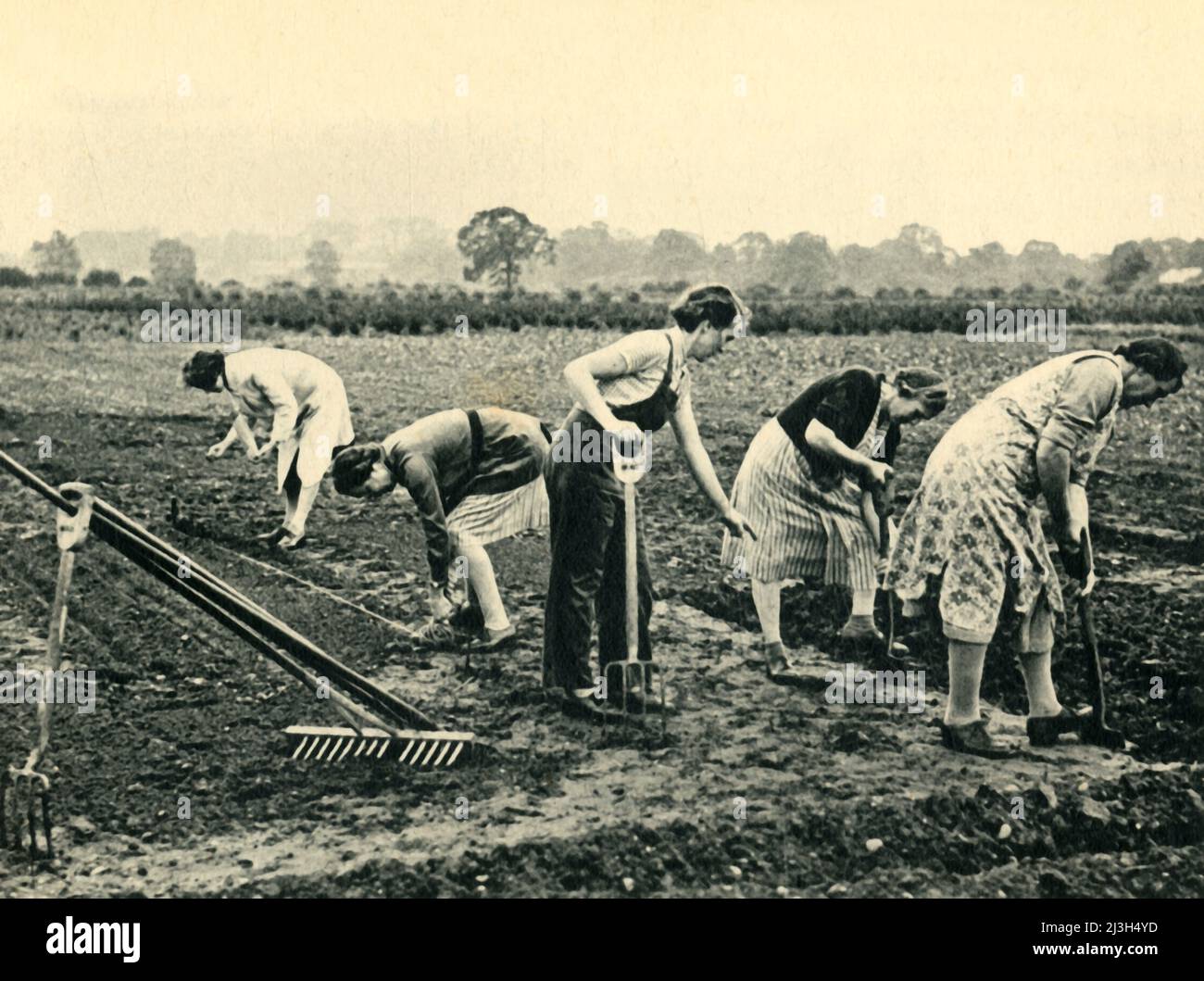 'Digging and Planting', 1943. British women contribute to the war