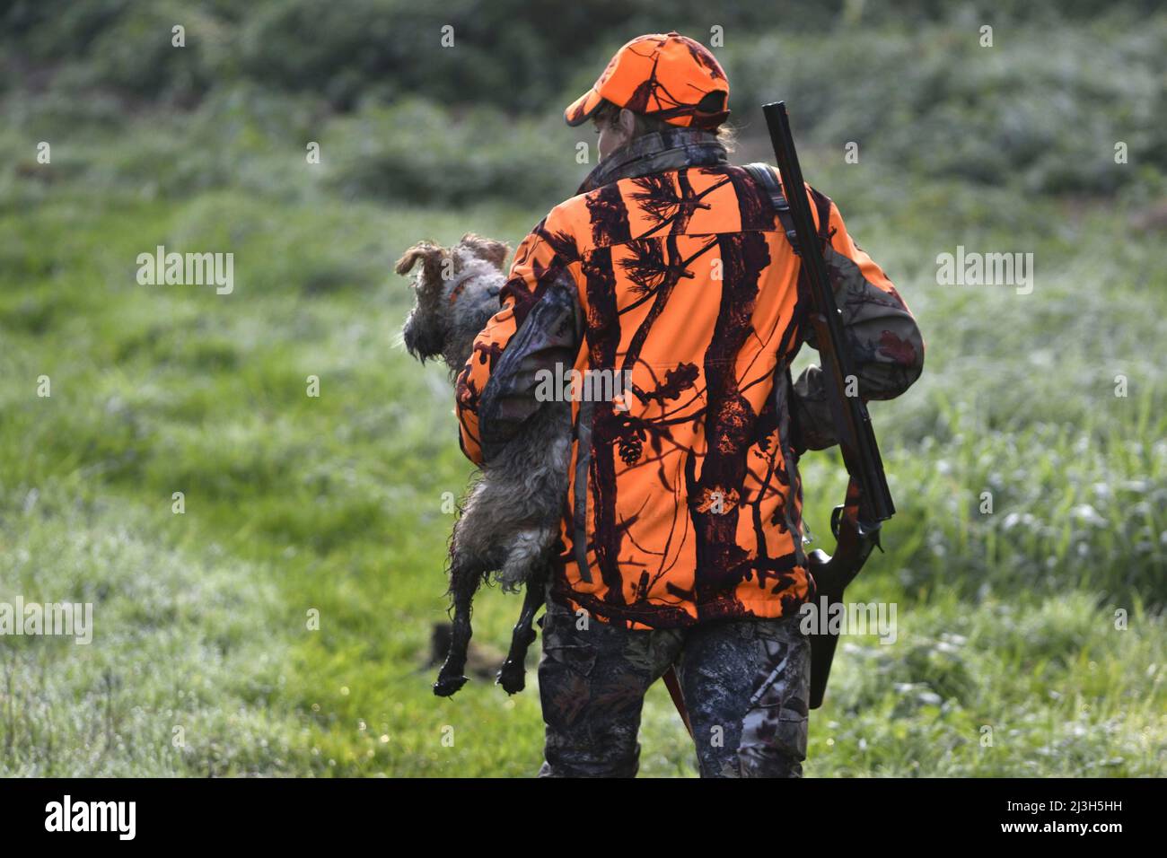 France, Doubs, Brognard, hunting, beaten with wild boars, hunter bringing back a dog injured by a wild boar Stock Photo