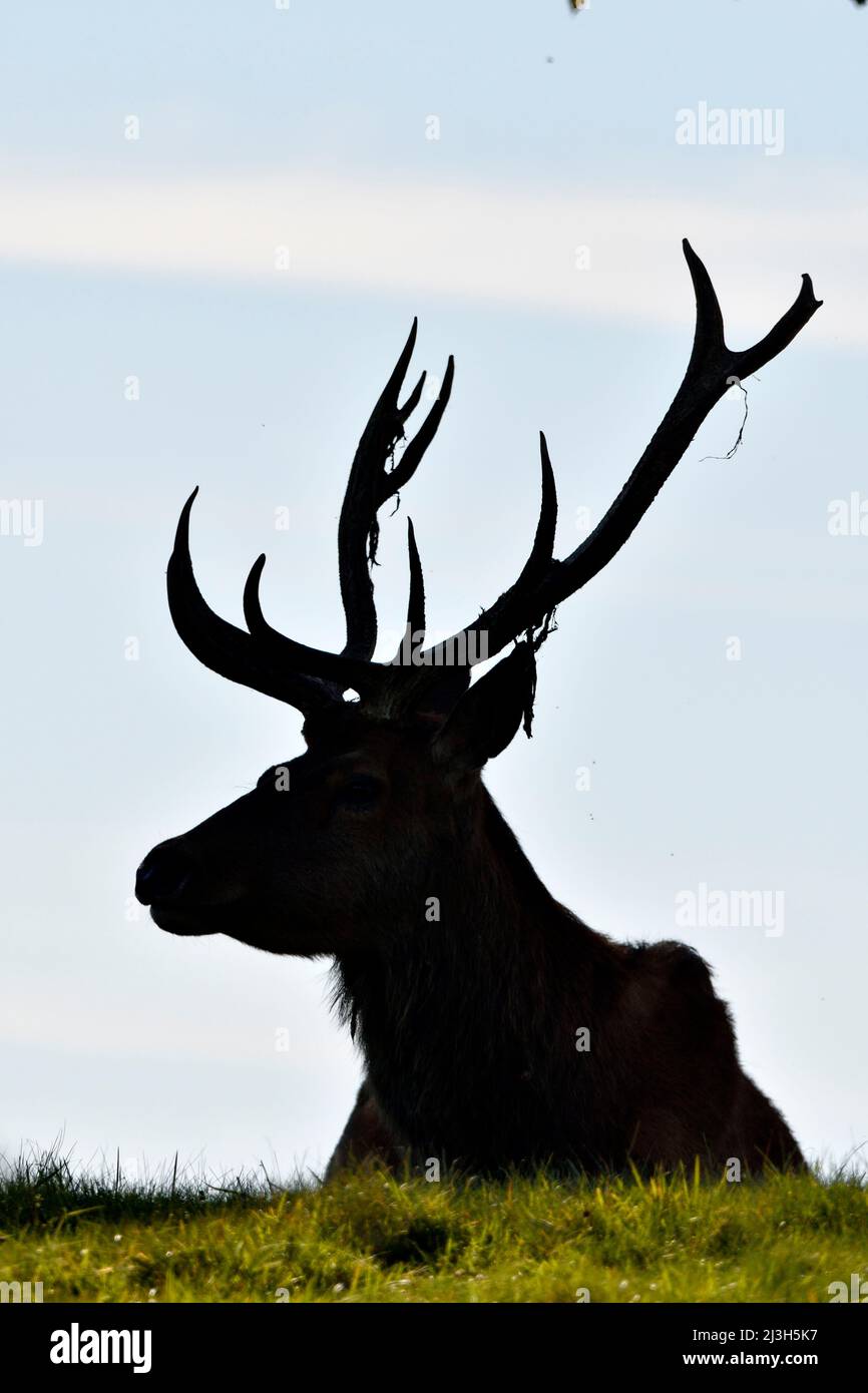 France, Doubs, mammal, Red Deer (Cervus elaphus), male Stock Photo