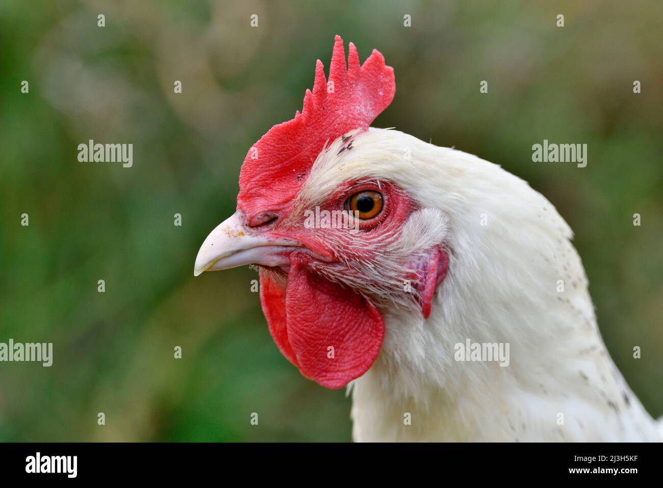 France, Doubs, birds, poultry, hen, portrait Stock Photo