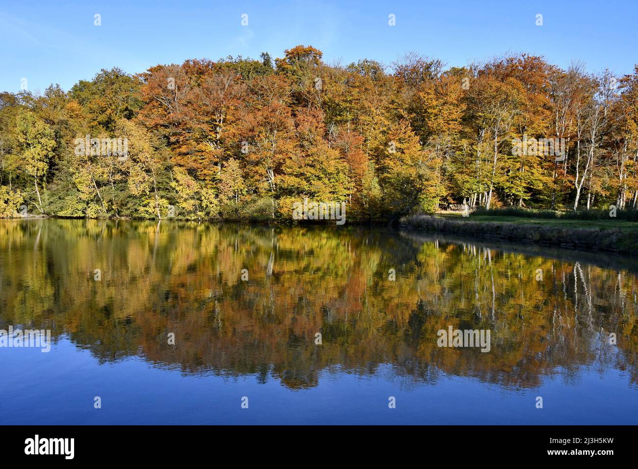 France, Doubs, forest, autumn reflection in a pond Stock Photo