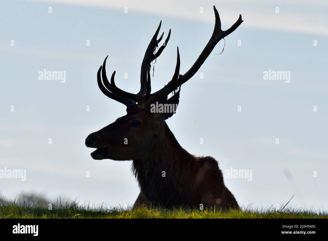 France, Doubs, mammal, Red Deer (Cervus elaphus), male Stock Photo