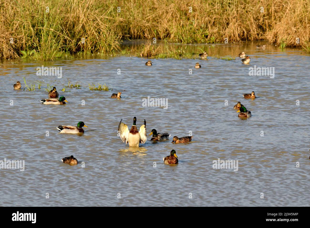 France, Doubs (25), Brognatrd, bassin rétention zac Technoland faune, oiseaux, Canard colvert (Anas platyrhynchos), Stock Photo