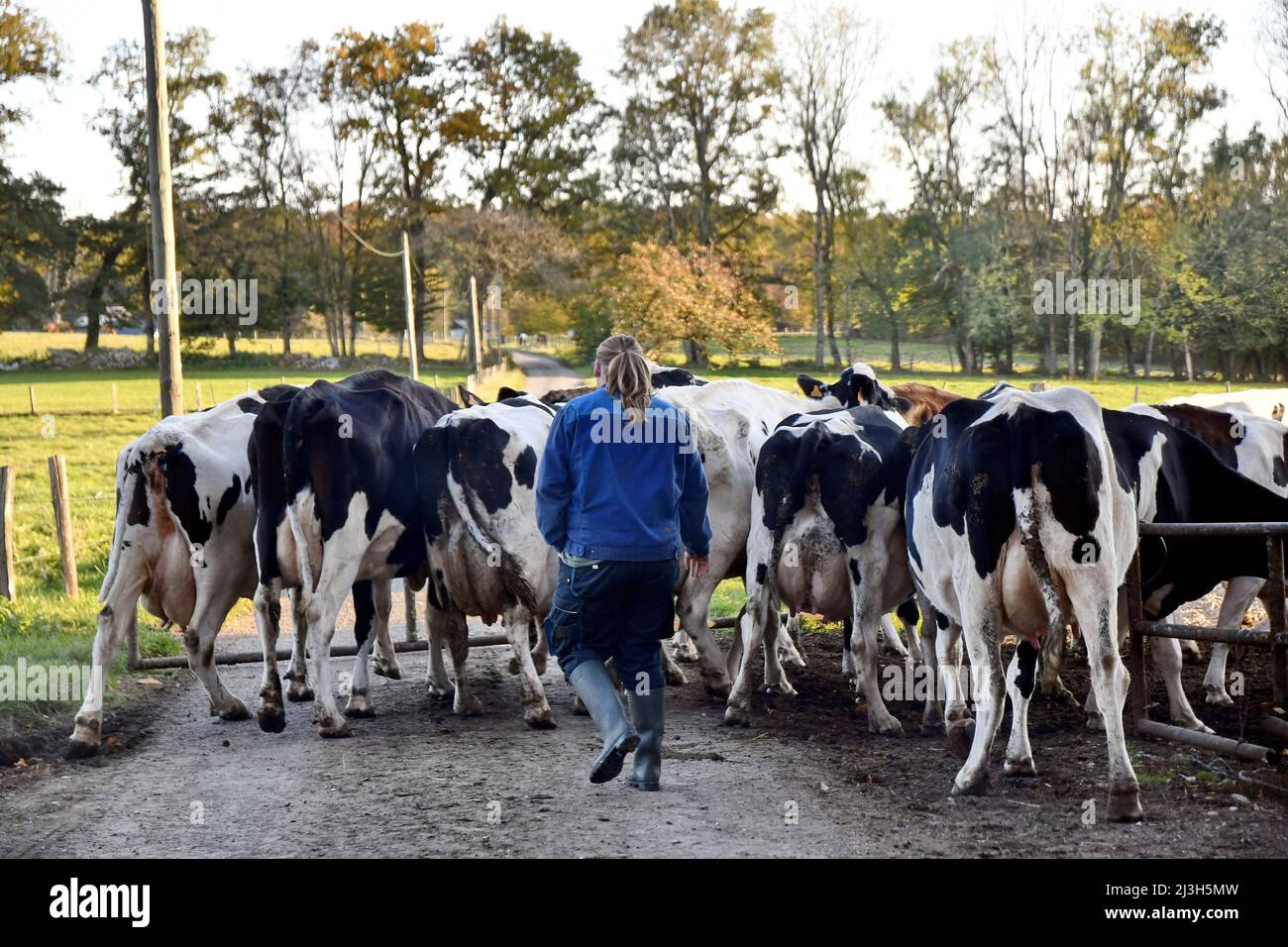 France, Doubs, domestic animals, breeding, cow, breed, Montbéliarde, farmer leading the herd to milking Stock Photo