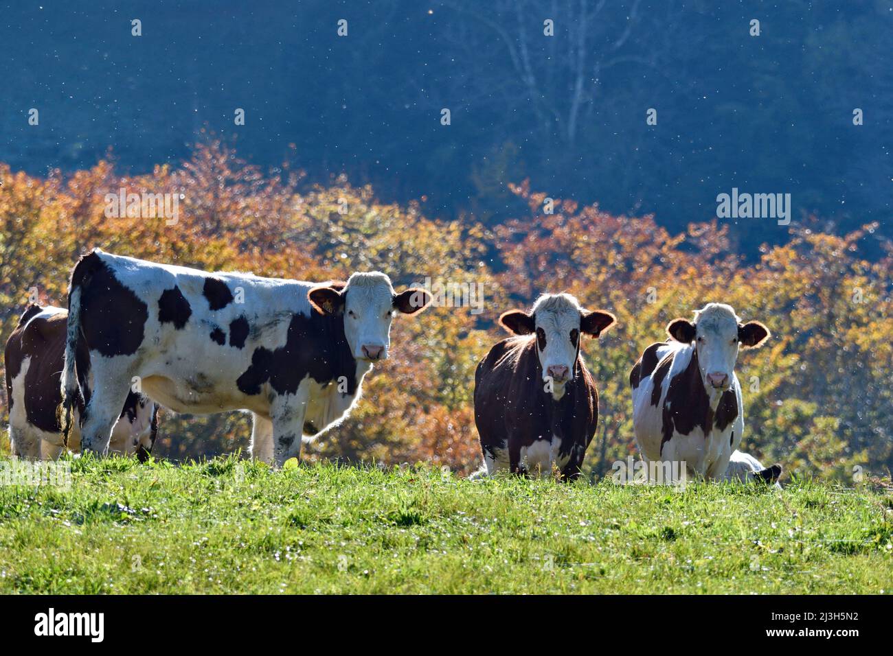 France, Doubs, domestic animals, breeding, cow, breed, montbéliarde Stock Photo