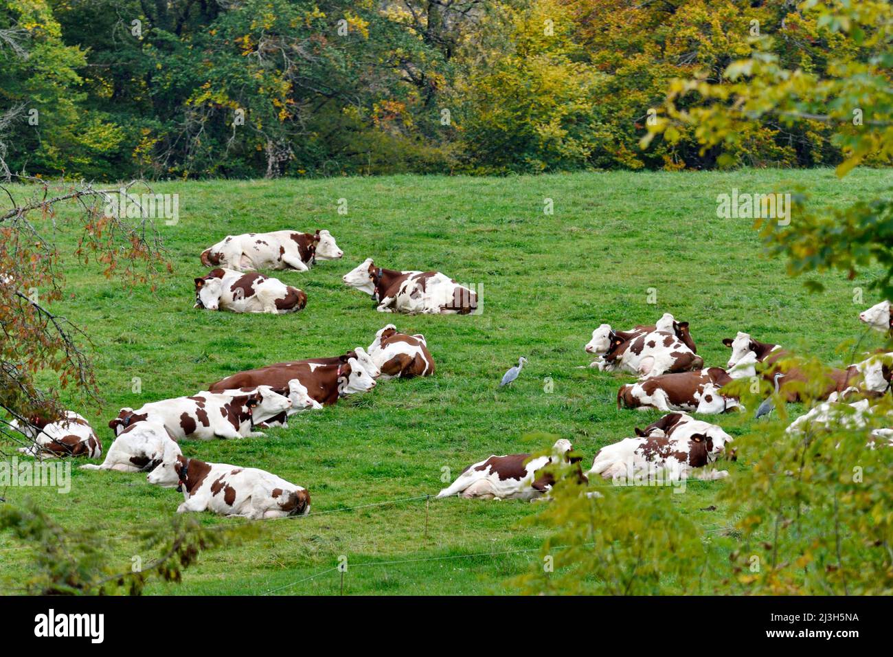 France, Doubs, domestic animals, breeding, cow, breed, Montbéliarde, Heron cendré (Ardea cinerea) Stock Photo