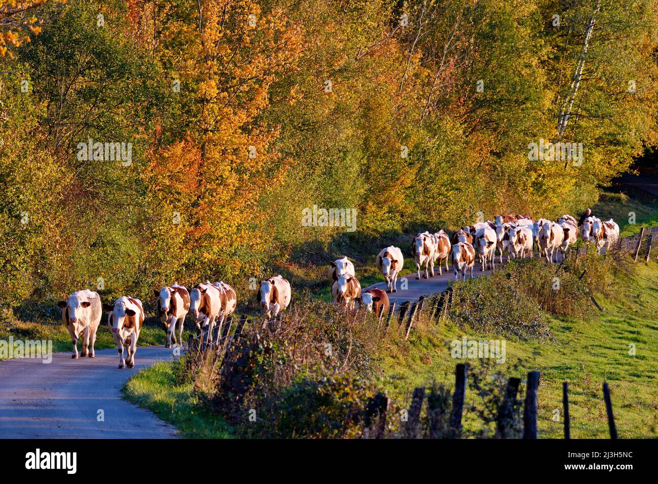 France, Doubs, domestic animals, breeding, cow, breed, Montbéliarde, herd returning to the farm for milking, autumn Stock Photo