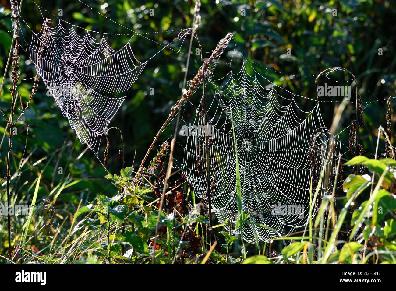 France, Doubs, insect, spider web, dew Stock Photo