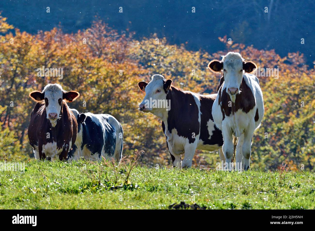 France, Doubs, domestic animals, breeding, cow, breed, montbéliarde Stock Photo