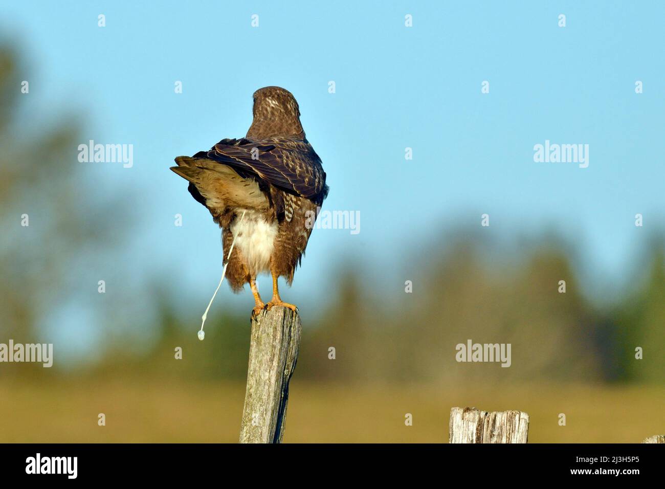 France, Doubs (25) faune, oiseaux, rapace, Buse variable (Buteo buteo) sur un piquet de pâture, projection du fiente Stock Photo