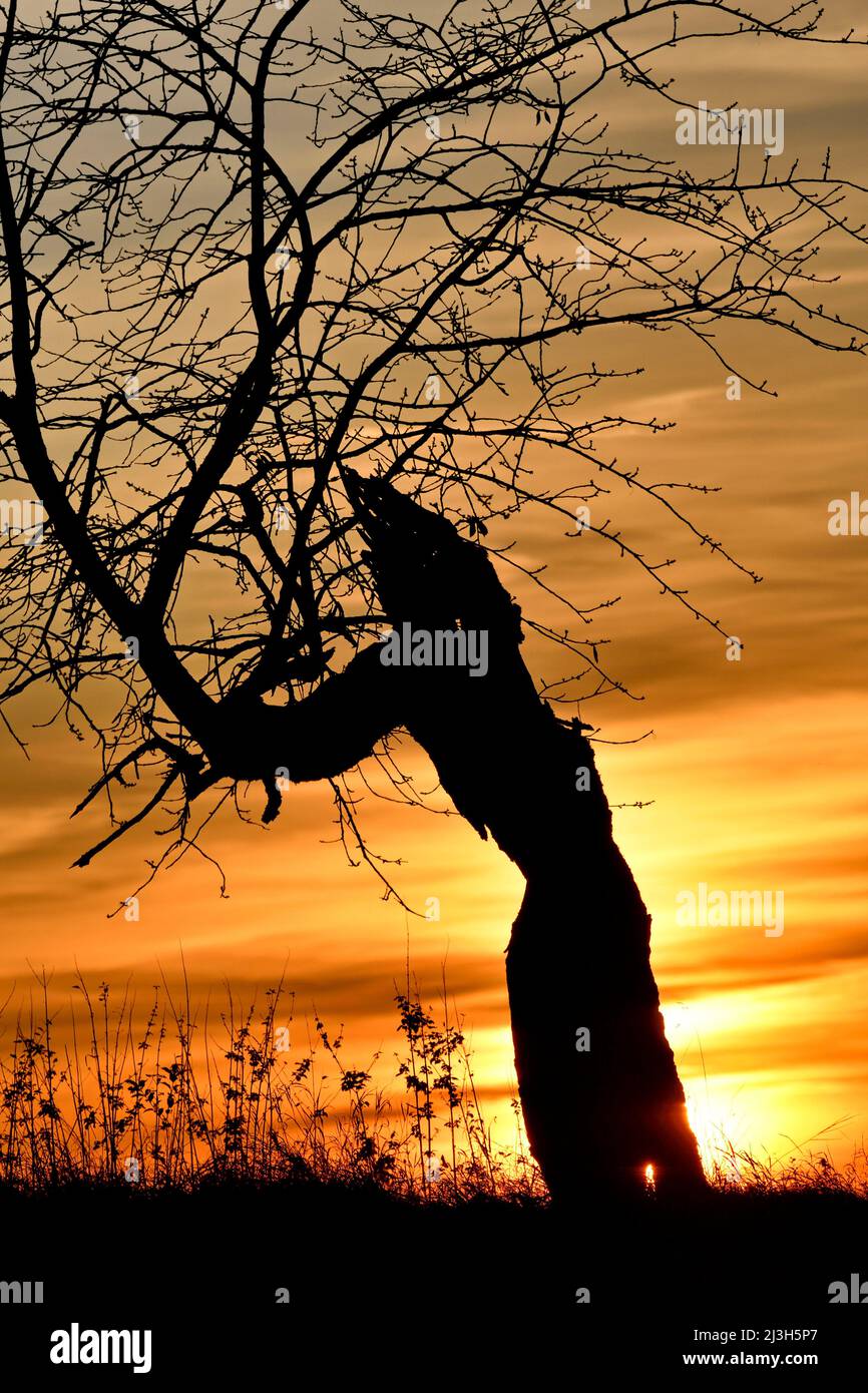 France, Doubs, plateau de Brognard, old fruit tree against the background of the lights of the setting sun Stock Photo