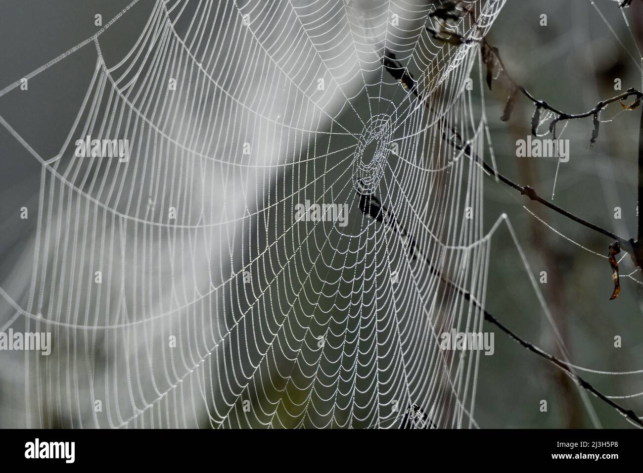 France, Doubs, insect, spider web, dew Stock Photo