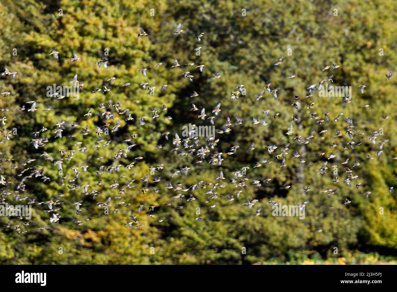 France, Doubs (25) faune, oiseaux, vol d'un groupe de passeraux, Pinsons, Chardonneret, Bruants, Stock Photo