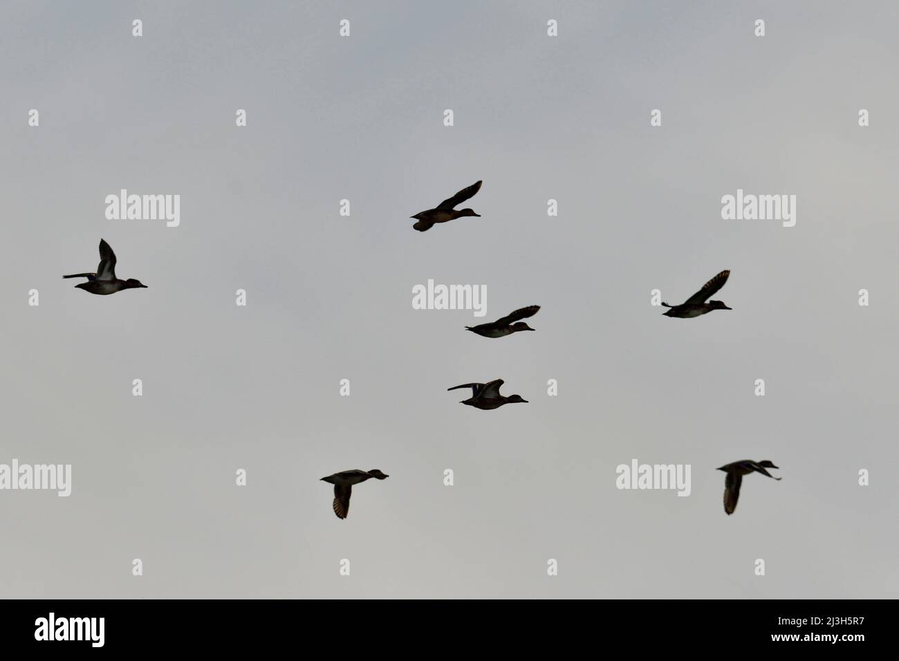 France, Doubs (25), faune, oiseaux, Canard colvert (Anas platyrhynchos), vol, Stock Photo