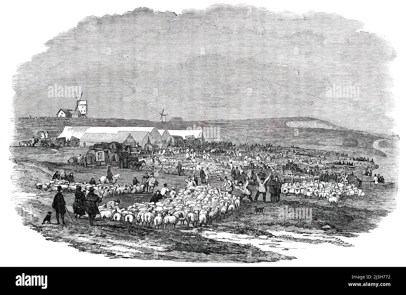 Lewes Great Sheep Fair, 1850. Livestock market in Sussex, held at '...Landport Farm, lying at the back of the New Gaol...Among the earliest...sales of the day, were two pens of ewes belonging to the Messrs. Hampton of Applesham. Several parties were in waiting for them, and we believe one of the lots (100) was sold before the sheep were fairly in the pen, at 35s[hillings]. These sheep attracted a good deal of attention, and were much admired...For lambs the demand was very brisk...For cull ewe lambs, however, there was not much inquiry; 15s. was about the current price, and. many of these were Stock Photo