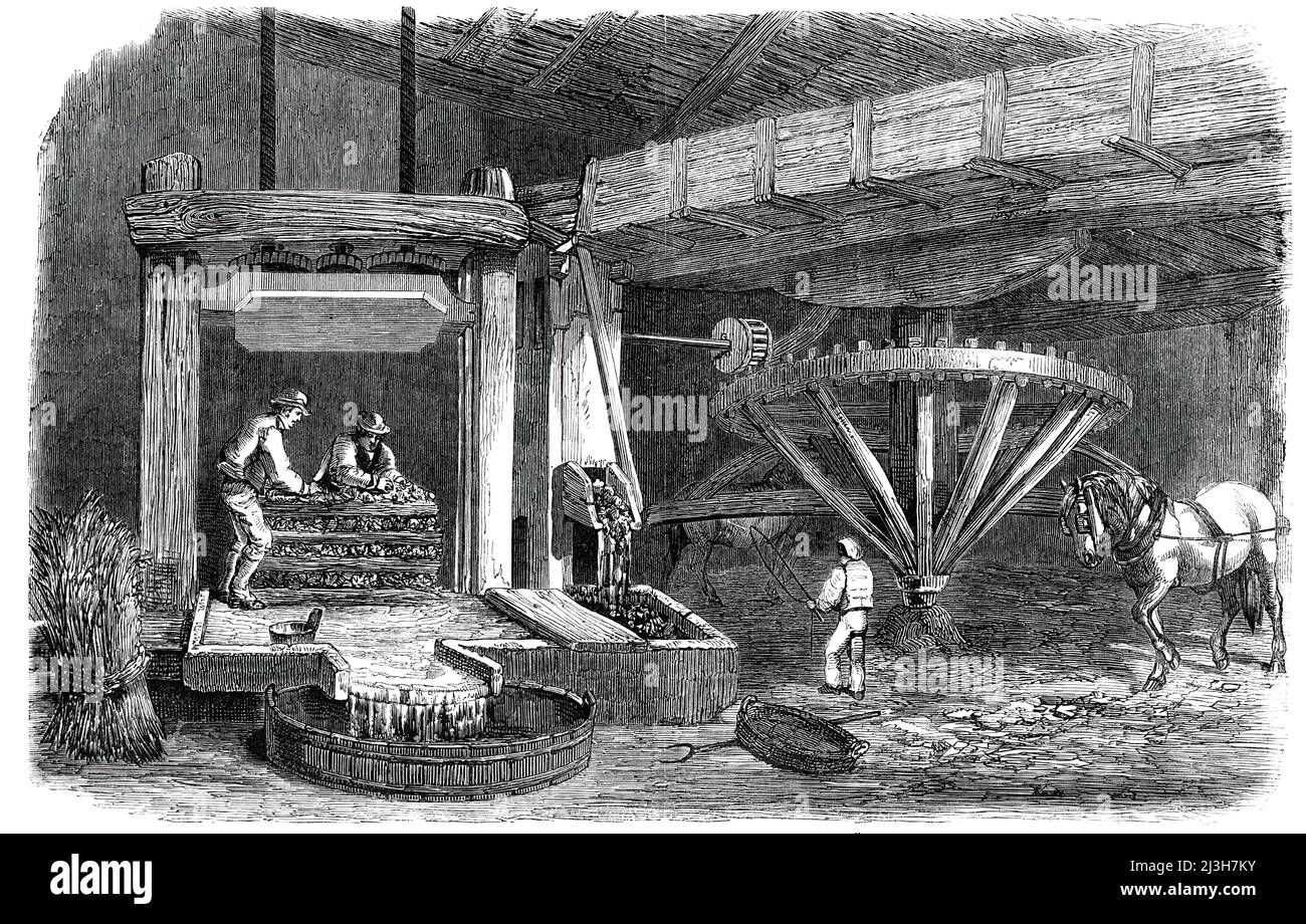 Cider-Making in Devonshire - Pound-House - the Mill and Press - Piling &quot;The Mock&quot;, 1850. View showing the '...rollers, between which the fruit is crushed...These rollers are worked by a large wheel driven by horses, and the ground apples are dropped into a trough under the shoot. The base of the press has a ledge with a mouth in the front, from which the expressed juice flows into a vessel placed underneath...As the liquor flows it is exceedingly sweet and luscious, and the new cider has a strong aperient effect when drunk. The pile of &quot;mock,&quot; of a square form, is made with Stock Photo