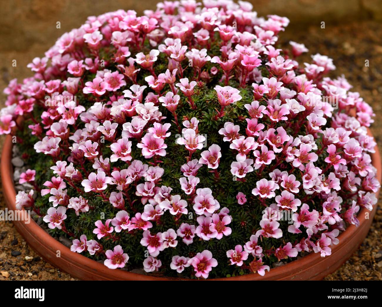 A mound of pink flowers of Saxifraga Gemma. Stock Photo