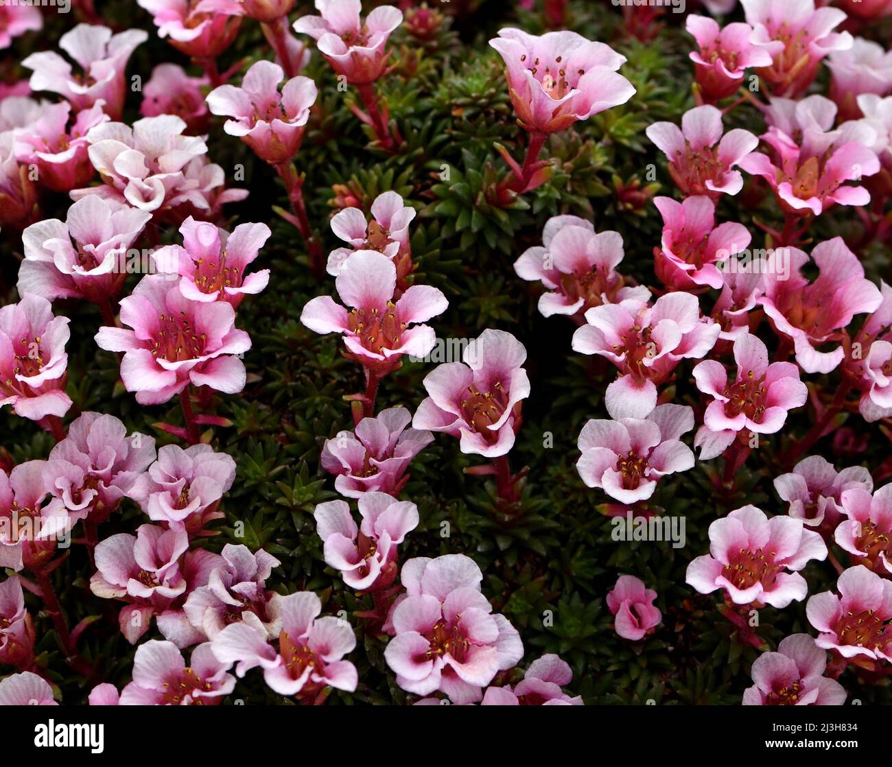 A closeup of the pink flowers of saxifraga Gemma. Stock Photo