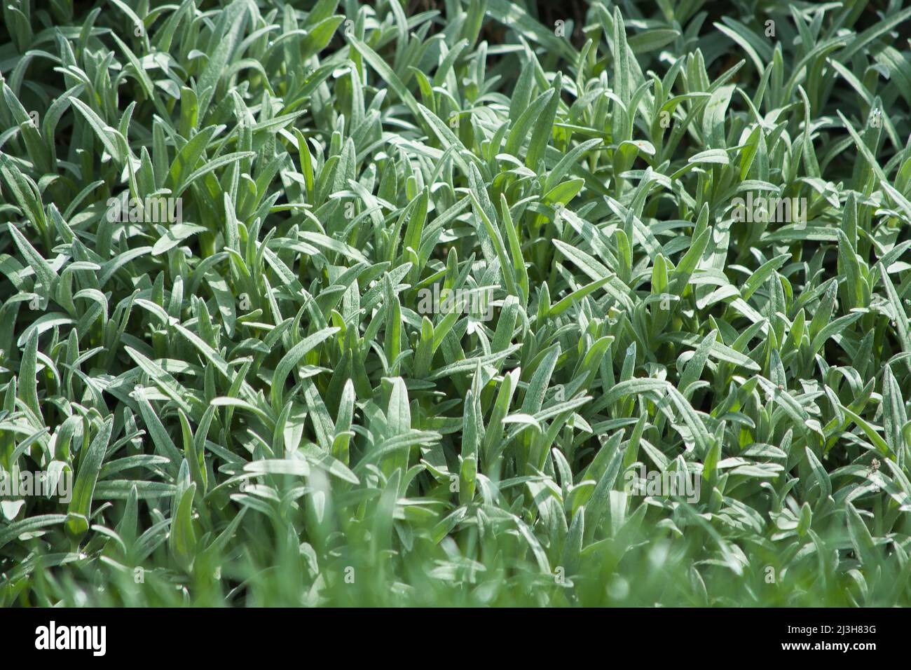 Silver gray evergreen foliage of Cerastium tomentosum also called Snow-in-summer, carpet forming groundcover for rock gardens, copy space, selected fo Stock Photo