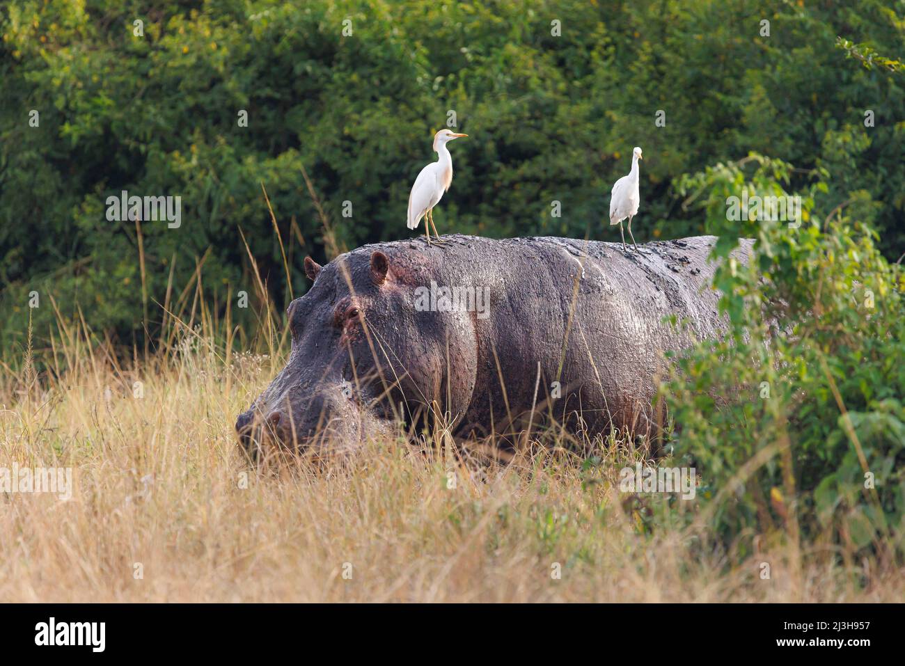 Uganda, Rubirizi district, Katunguru, Queen Elizabeth National Park, cattle egrest on an Hippopotamus Stock Photo