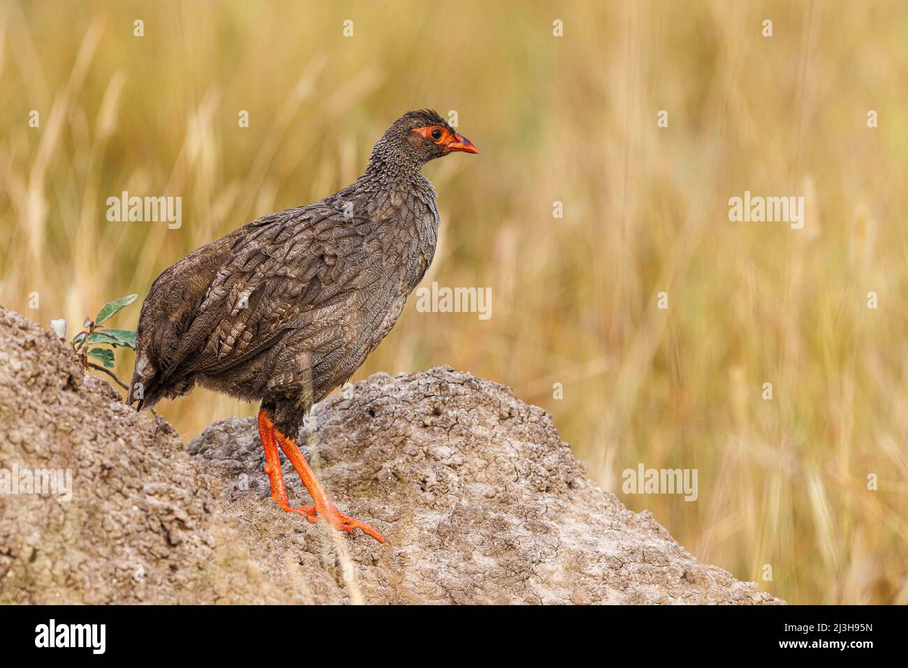 Uganda, Rubirizi district, Katunguru, Queen Elizabeth National Park, Red necked spurfowl Stock Photo