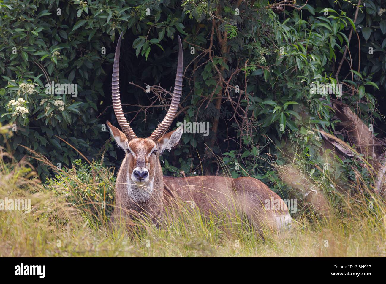 Uganda, Rubirizi district, Katunguru, Queen Elizabeth National Park, waterbuck Stock Photo