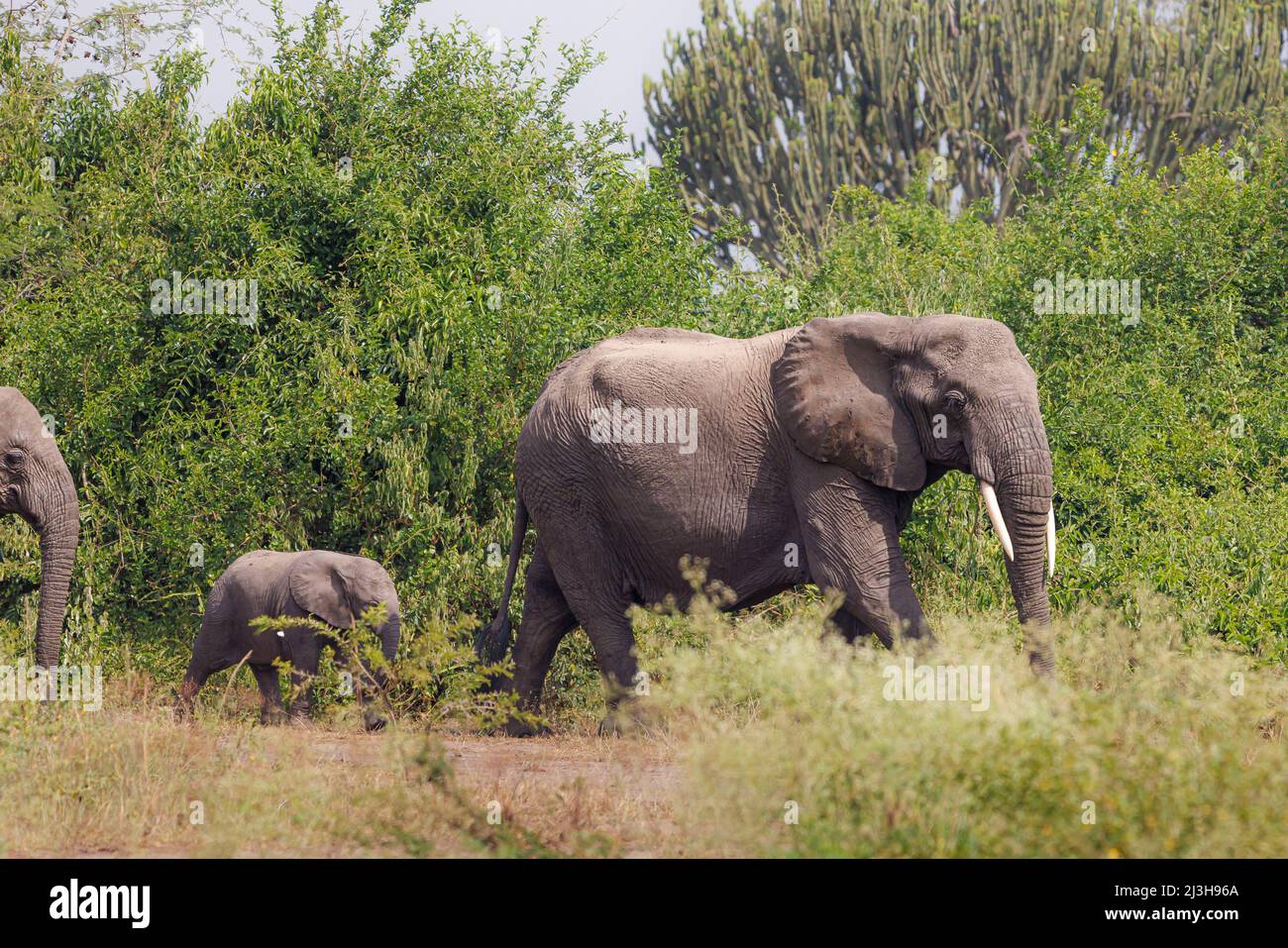 Uganda, Rubirizi district, Katunguru, Queen Elizabeth National Park, savannah elephant and its baby Stock Photo