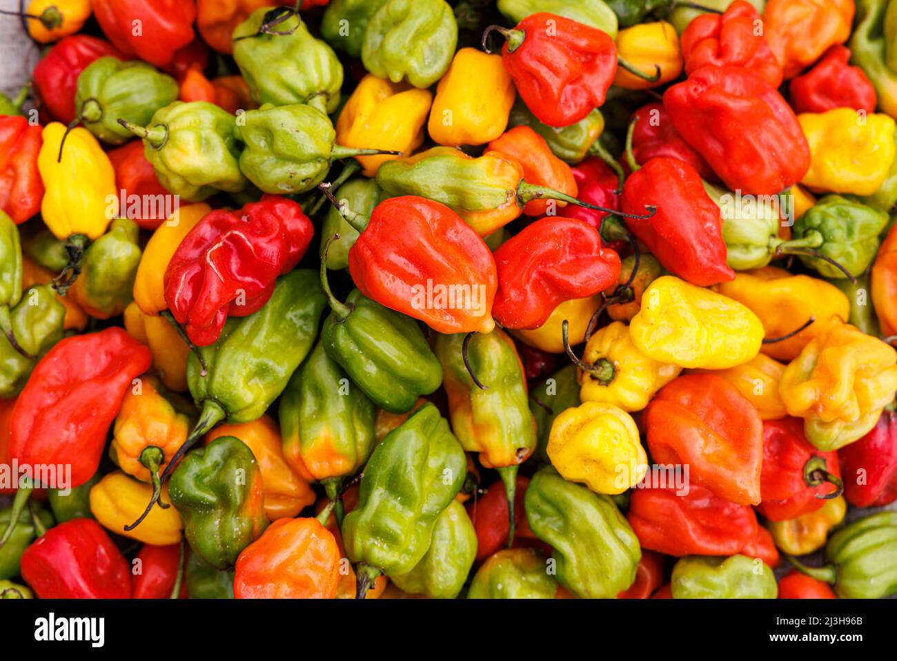 Uganda, Kasese district, Katwe, Katwe market, peppers Stock Photo