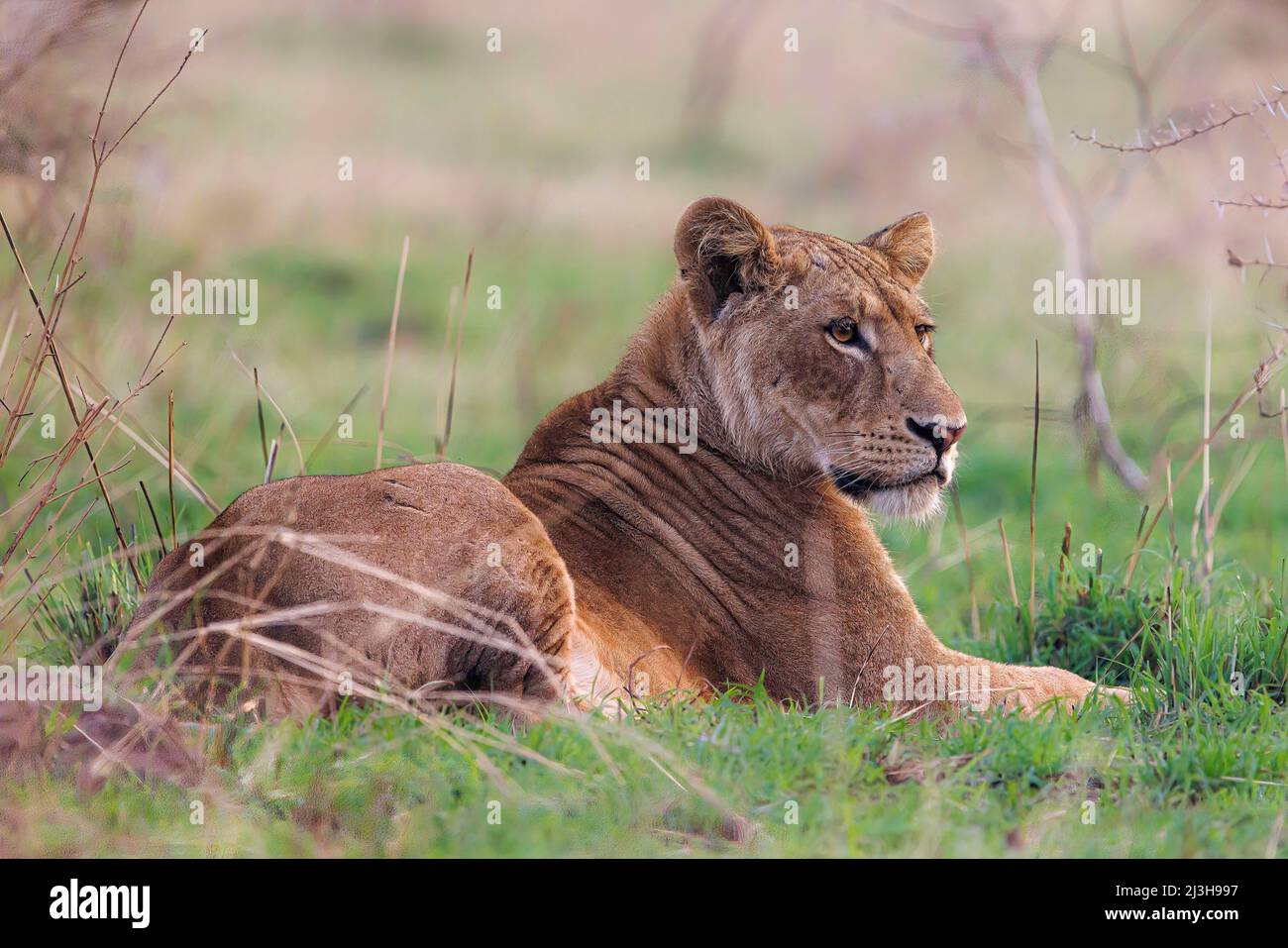Uganda, Nwoya District, Pakwach, Murchison falls National Park, African lioness Stock Photo