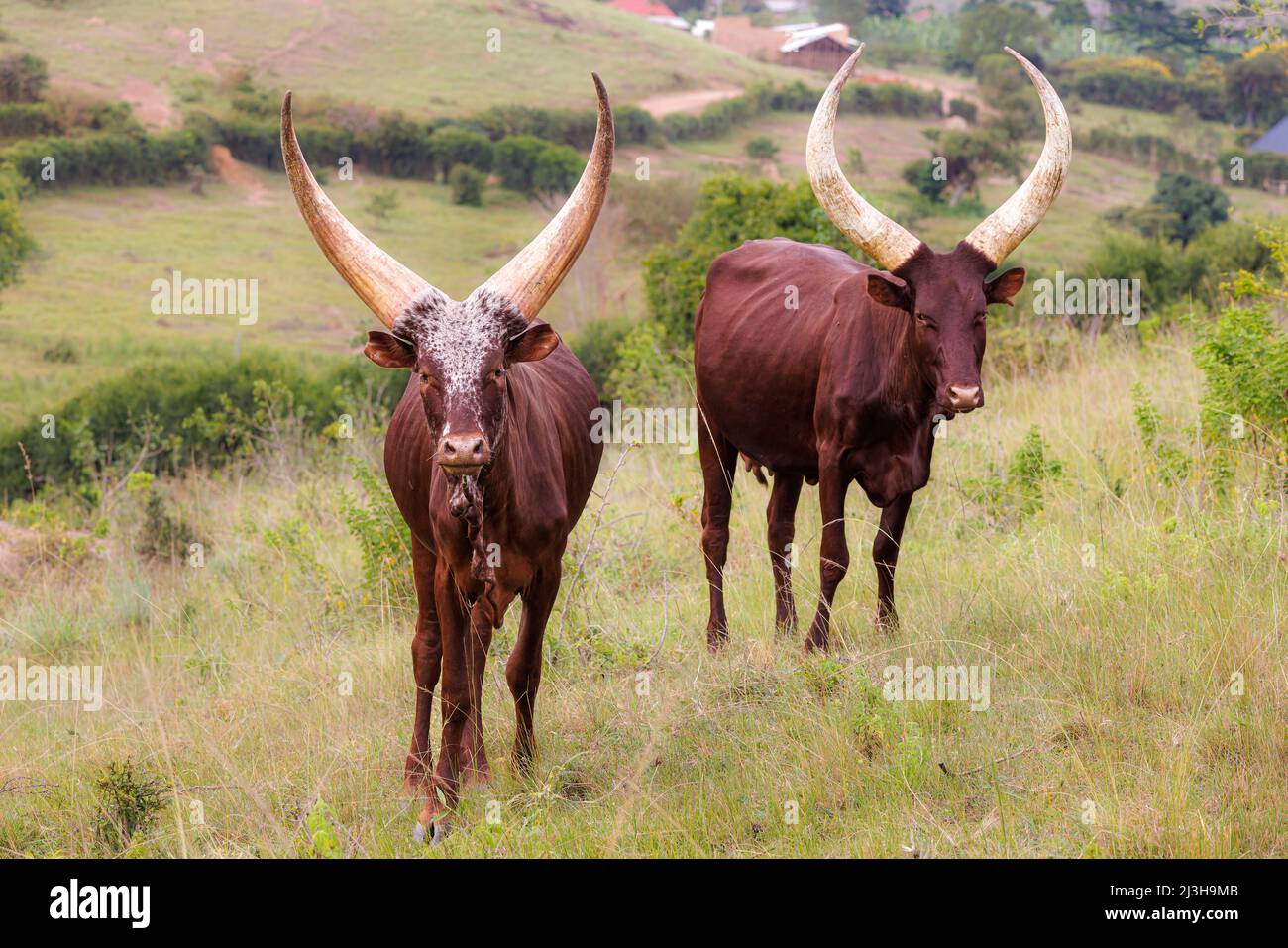 Uganda, Mbarara district, Mburo, Mburo lake national park, watusi cattle Stock Photo