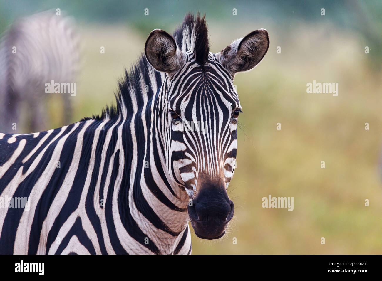 Uganda, Mbarara district, Mburo, Mburo lake national park, Burchell zebra Stock Photo
