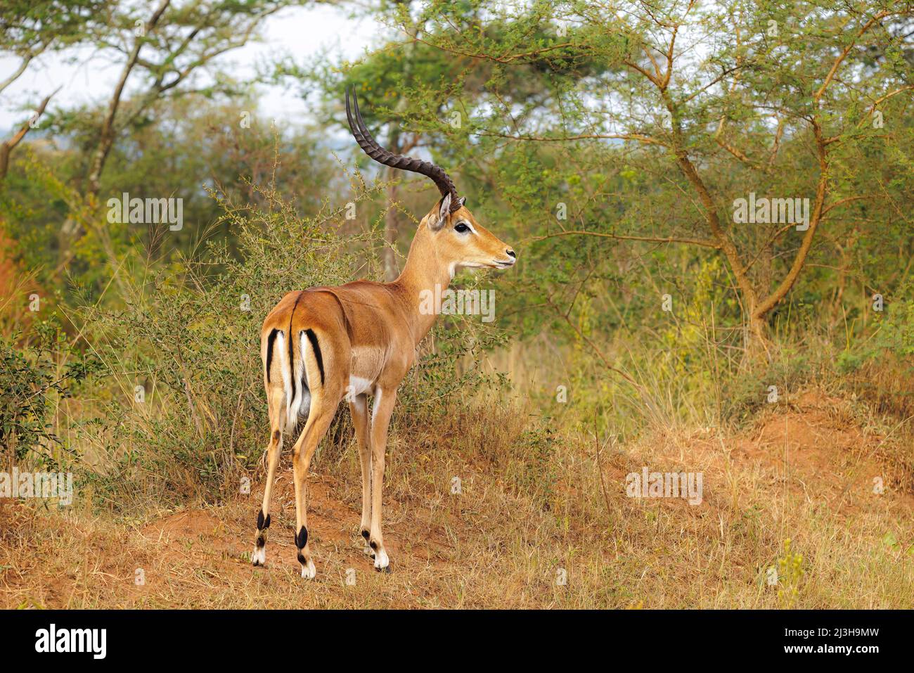 Uganda, Mbarara district, Mburo, Mburo lake national park, impala Stock Photo