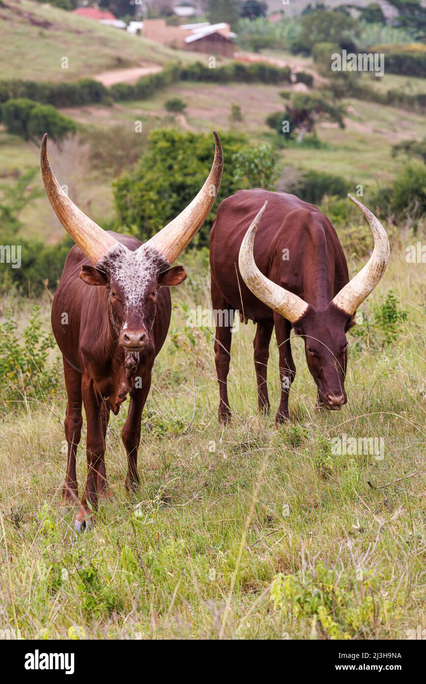 Uganda, Mbarara district, Mburo, Mburo lake national park, watusi cattle Stock Photo