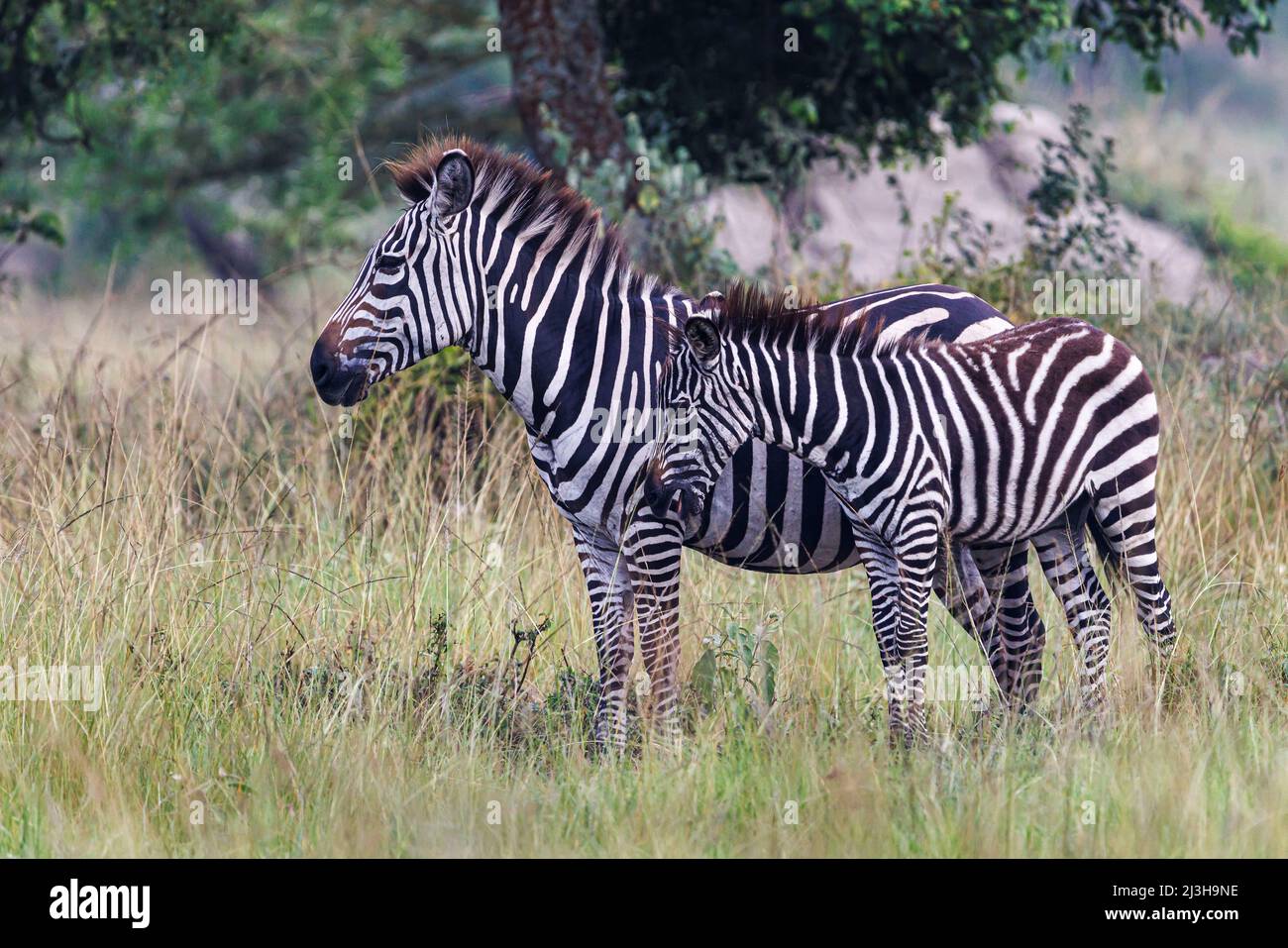 Uganda, Mbarara district, Mburo, Mburo lake national park, Burchell zebra Stock Photo