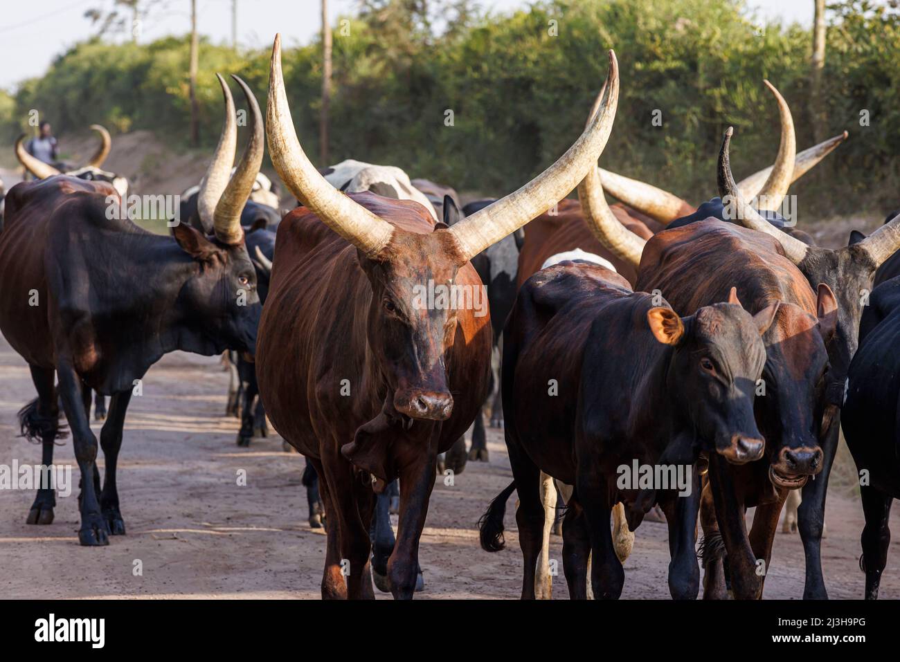 Uganda, Mbarara district, Mburo, watusi cattle Stock Photo
