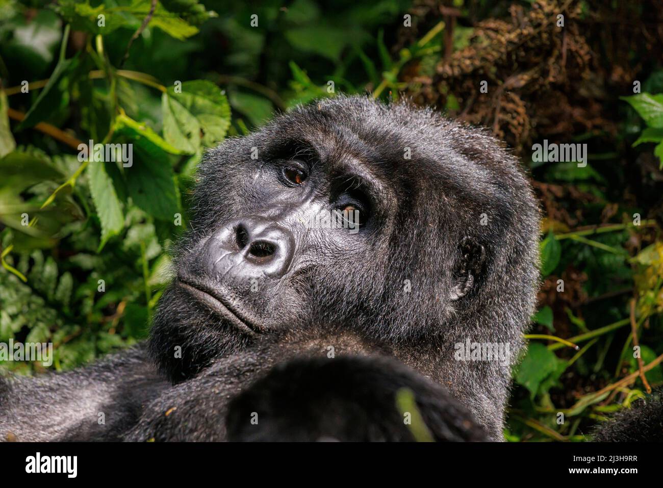 Uganda, Kanungu district, Ruhija, Bwindi impenetrable national Park listed as World Heritage by UNESCO, mountain silverback gorilla Stock Photo