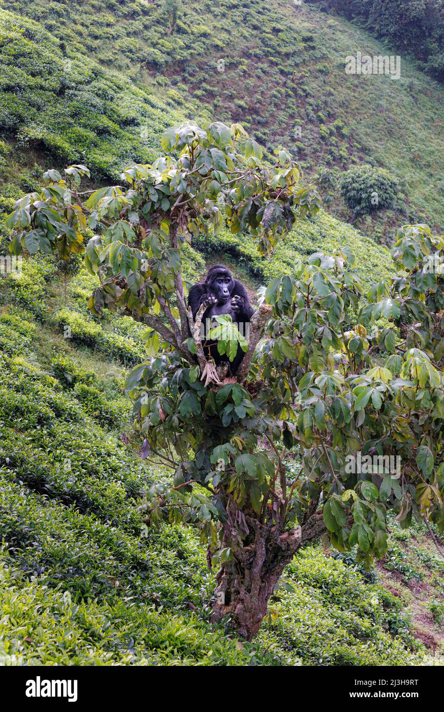 Uganda, Kanungu district, Ruhija, Bwindi impenetrable national Park listed as World Heritage by UNESCO, mountain gorilla in a tea plantation Stock Photo
