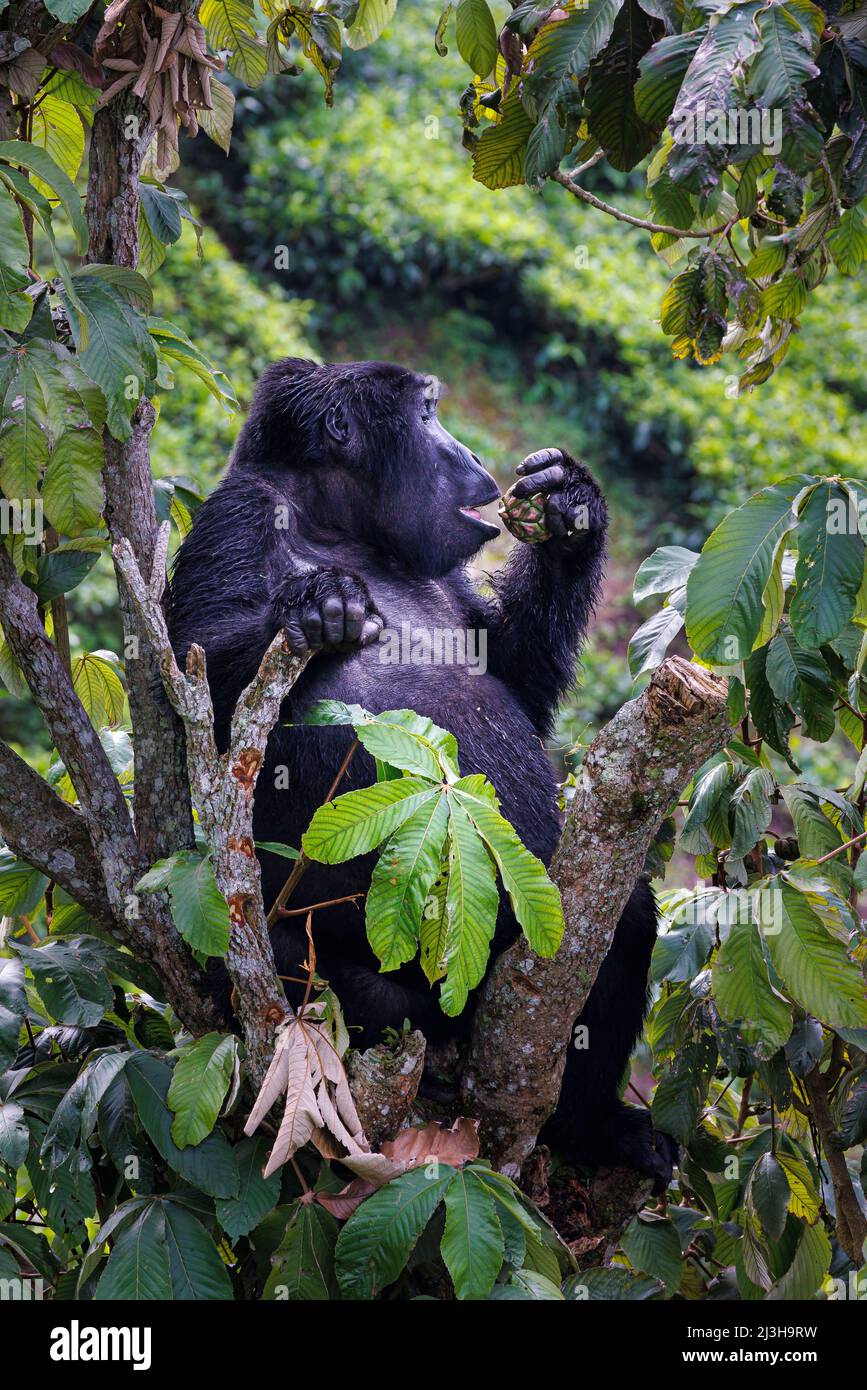 Uganda, Kanungu district, Ruhija, Bwindi impenetrable national Park listed as World Heritage by UNESCO, mountain gorilla eating a fruit Stock Photo