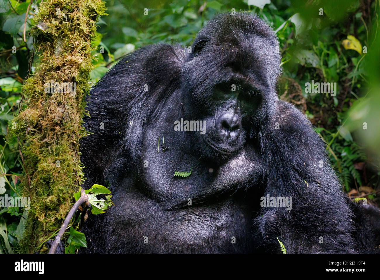 Uganda, Kanungu district, Ruhija, Bwindi impenetrable national Park listed as World Heritage by UNESCO, mountain silverback gorilla Stock Photo