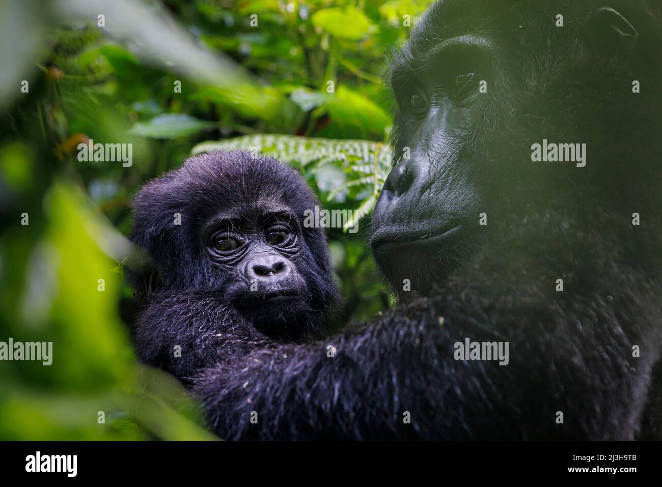 Uganda, Kanungu district, Ruhija, Bwindi impenetrable national Park listed as World Heritage by UNESCO, mountain gorilla and its baby Stock Photo