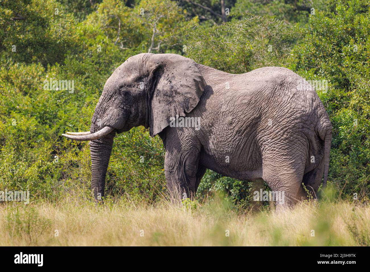 Uganda, Rubirizi district, Katunguru, Queen Elizabeth National Park, savannah elephant Stock Photo