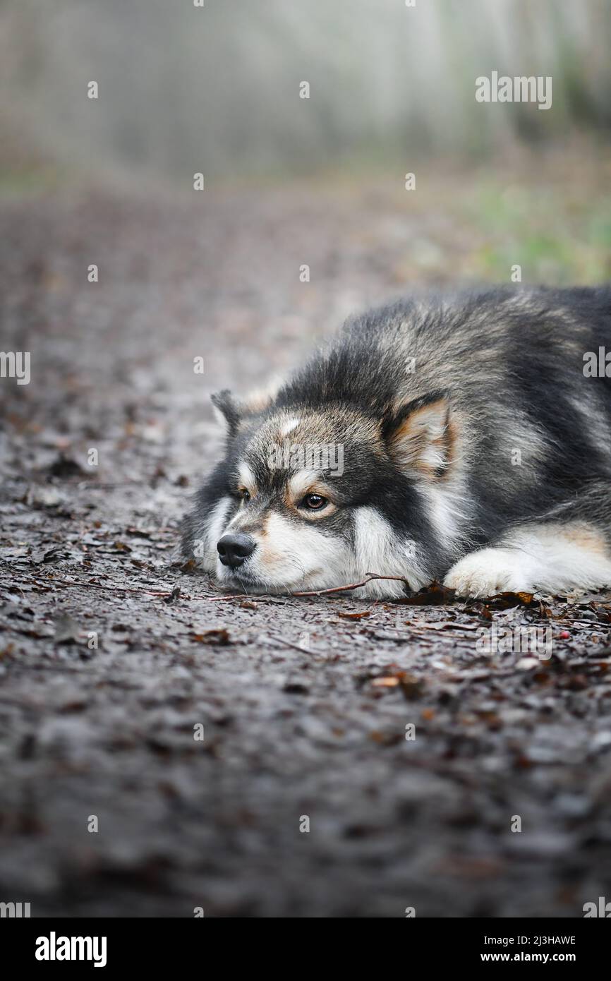 Portrait of a Finnish Lapphund dog lying down on the ground outdoors ...