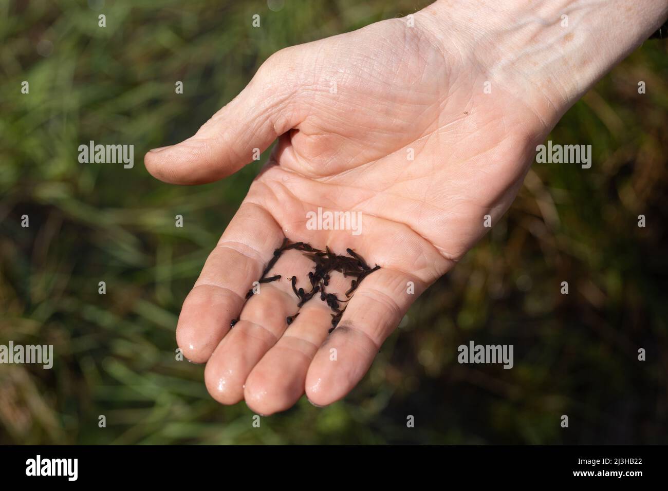 Tadpoles, also known as pollywogs or polliwogs, held in hand, from a natural pond. Stock Photo