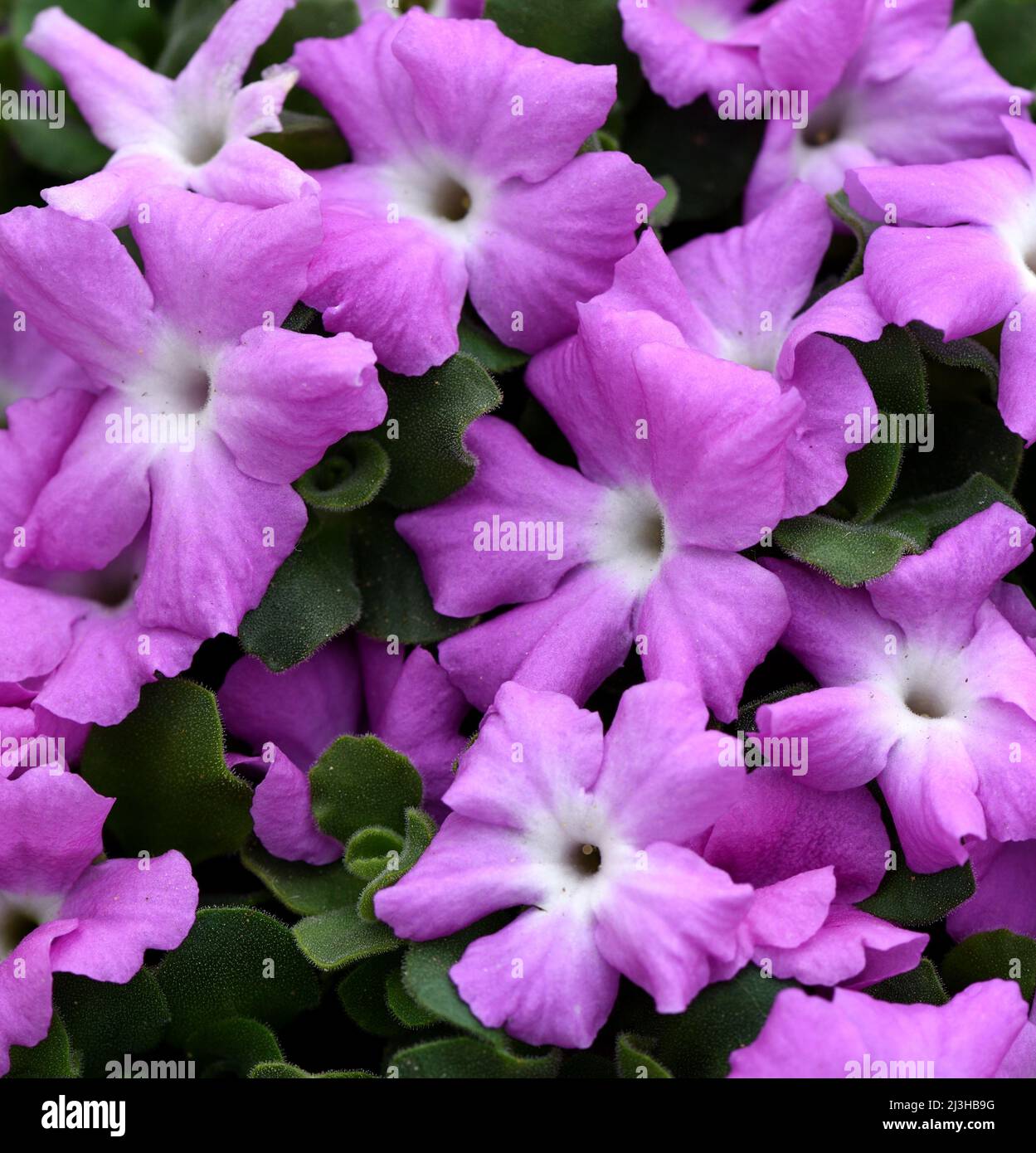 A closeup of the pink flowers of Primula Allionii Stock Photo