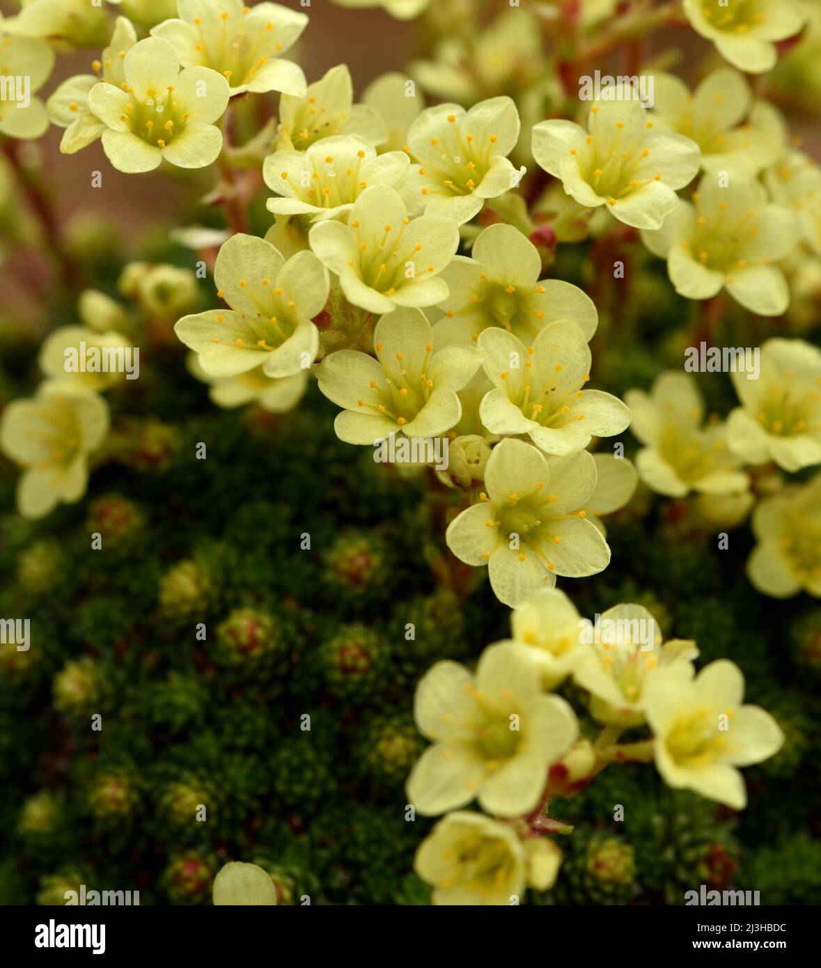 Closeup of the yellow flowers of Saxifraga Gelber Findling. Stock Photo
