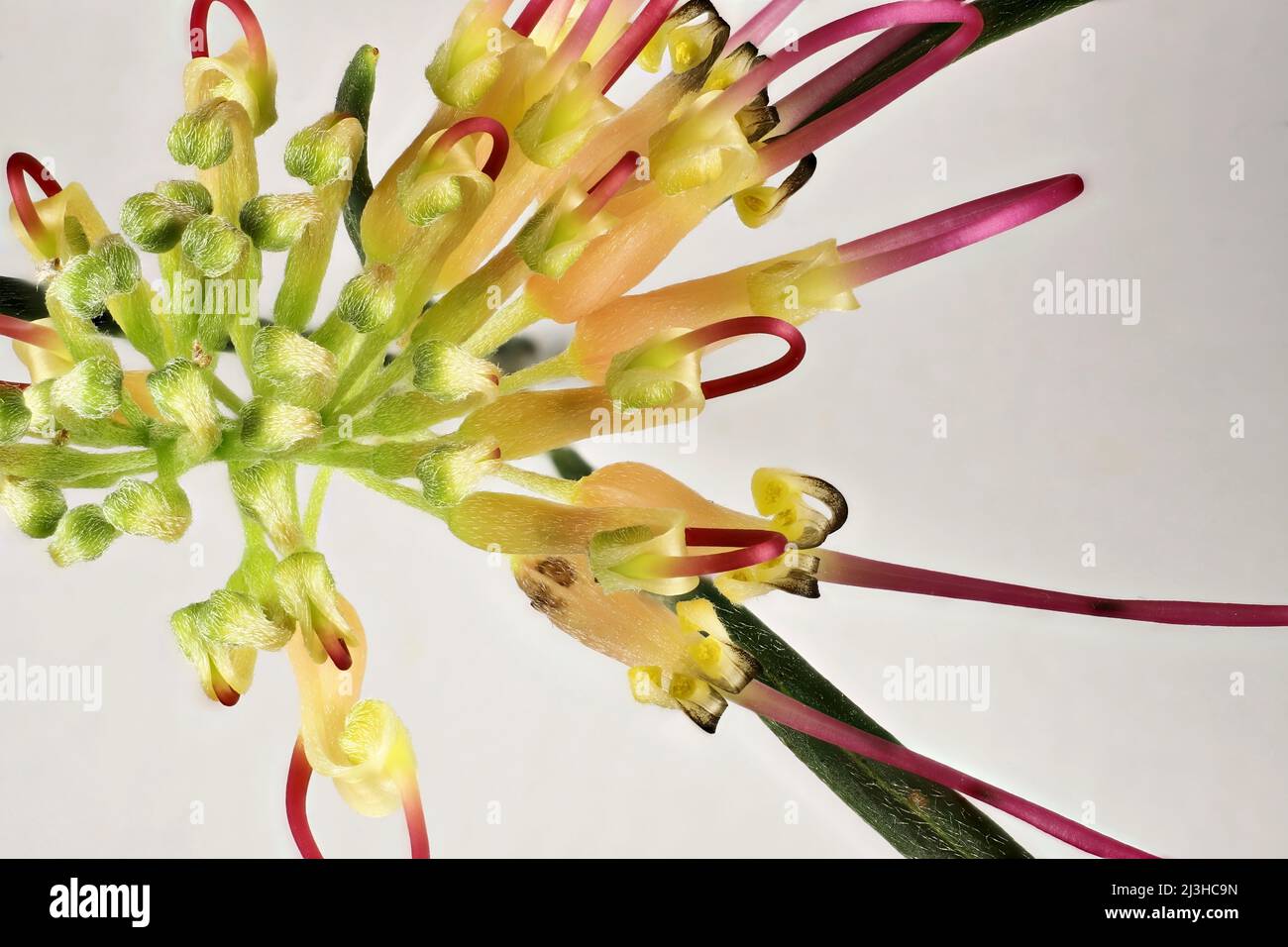 Isolated, enlarged view of Grevillea Flora Mason inflorescence Stock Photo