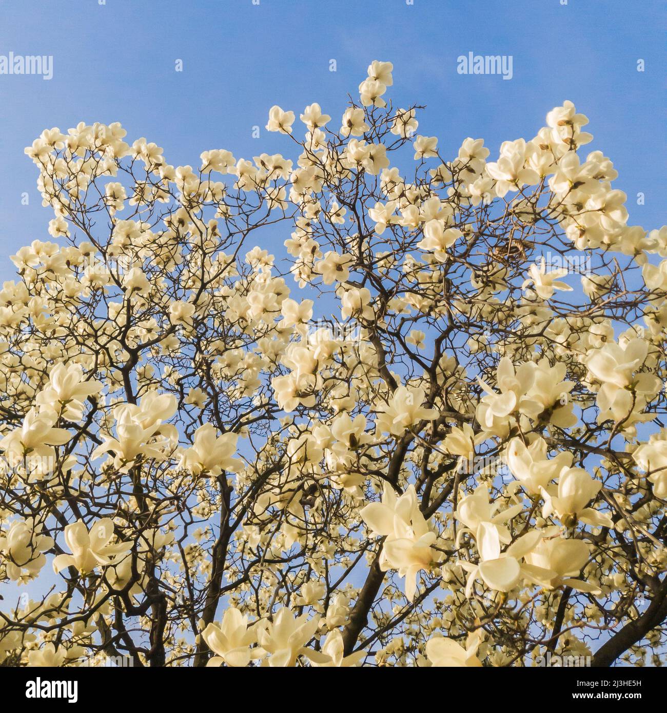 Flowers of white Magnolia kobus on the blue sky background Stock Photo ...