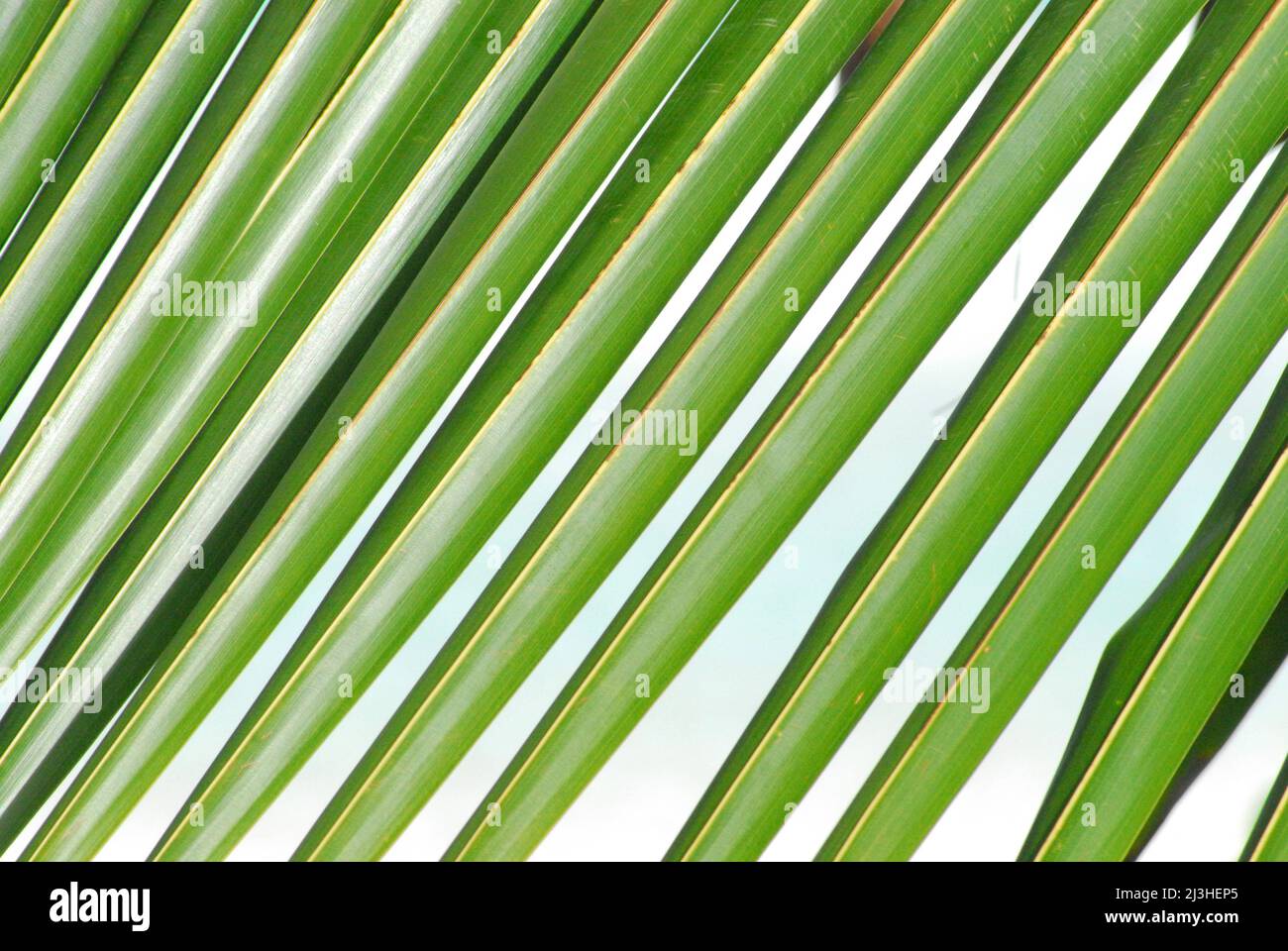 An extreme close up of a palm leaf contrasting with a bright sky creates a great abstract tropical pattern. Stock Photo