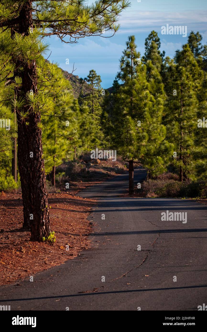 Asphalt road through the forest hi-res stock photography and images - Alamy